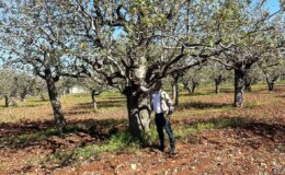 Şanlıurfa Tarım ve Orman İl Müdürlüğü, fıstık üretimi için ilaçlama çağrısı yapıyor