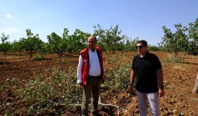 Birecik Kaymakamı Fıstık Bahçelerini Ziyaret Ederek Zarar Gören Çiftçilere Geçmiş Olsun Dileklerini İletti