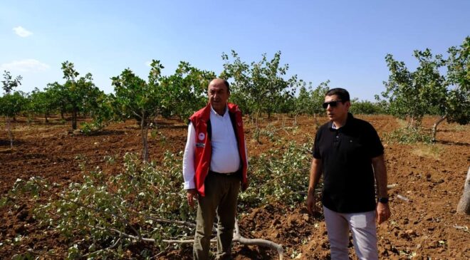 Birecik Kaymakamı Fıstık Bahçelerini Ziyaret Ederek Zarar Gören Çiftçilere Geçmiş Olsun Dileklerini İletti